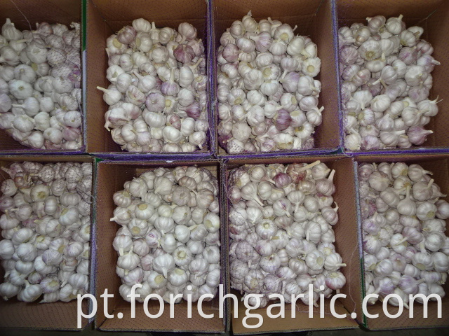 Crop 2019 Of Normal Garlic